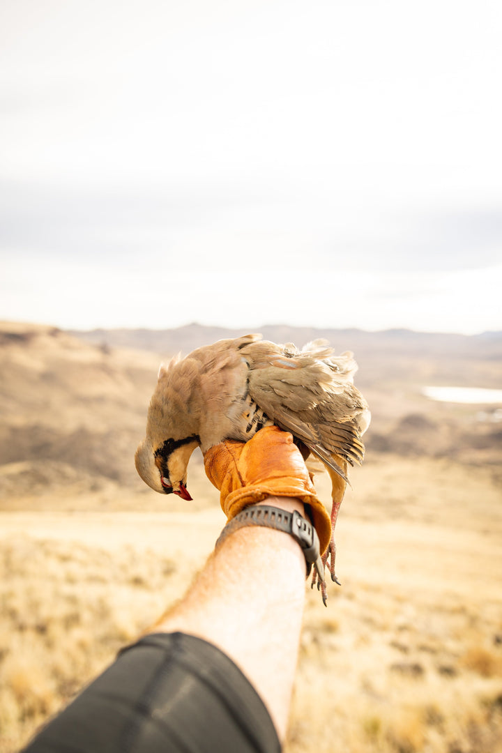 Confessions of a First Time Chukar Hunter - Sam Wells