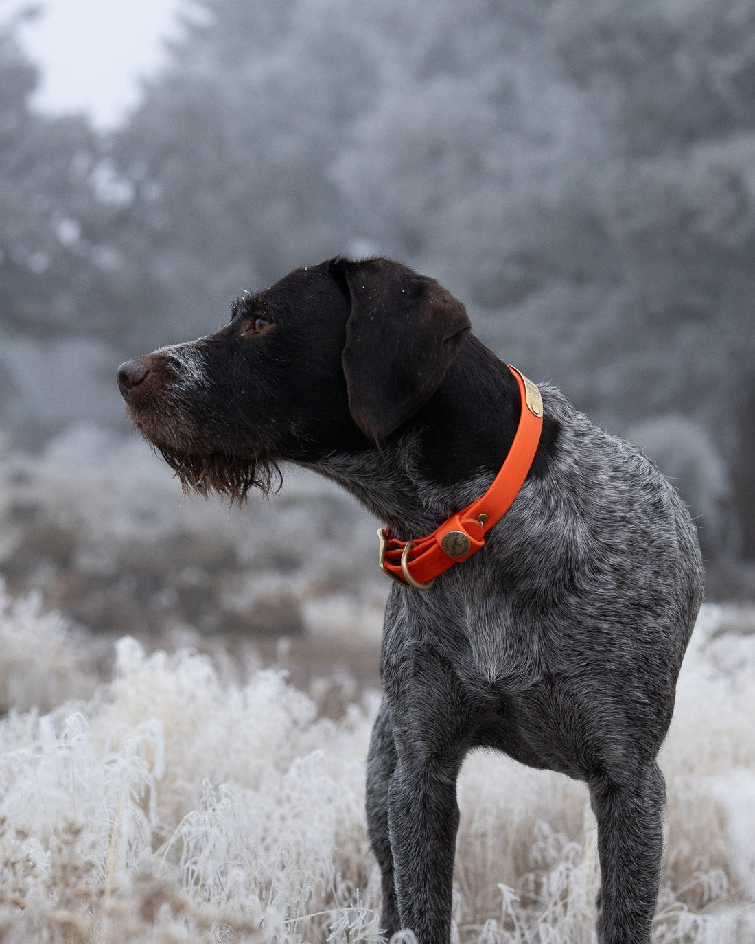 Sporting Dog Collar - Blaze Orange