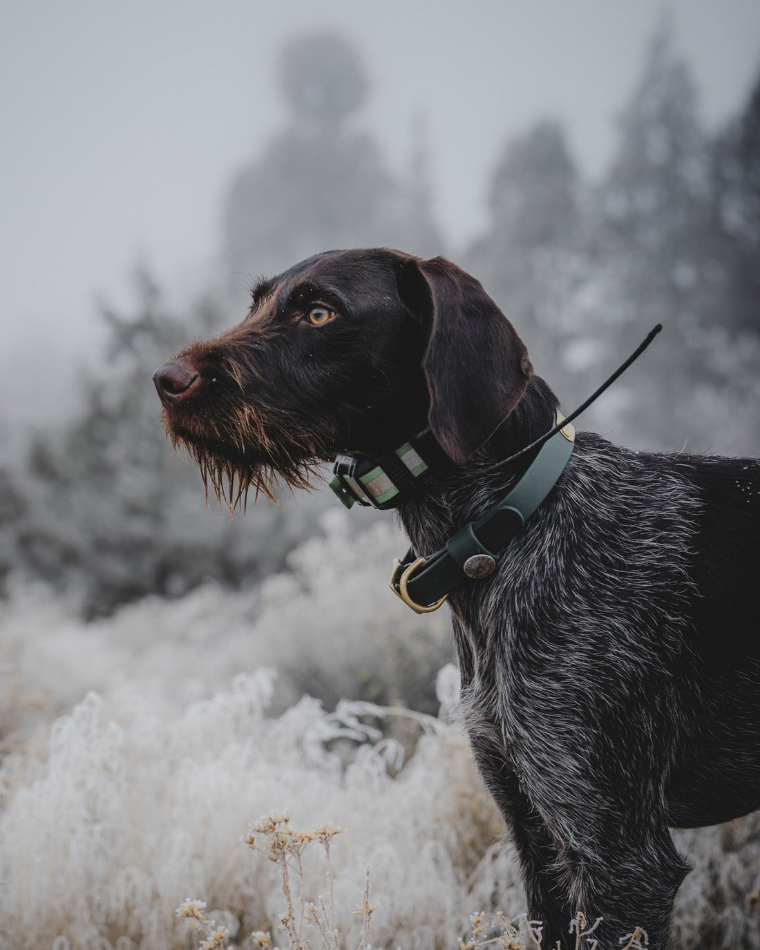 Sporting Dog Collar - Woodland Green
