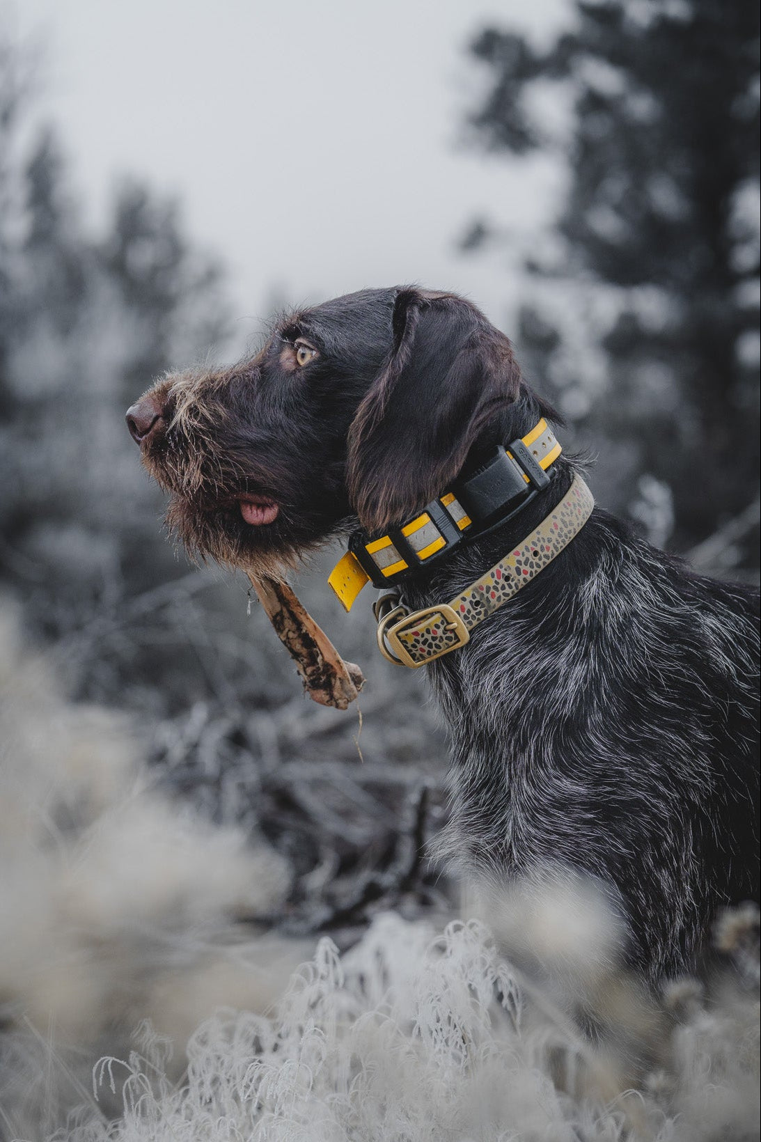 Sporting Dog Collar - Brown Trout