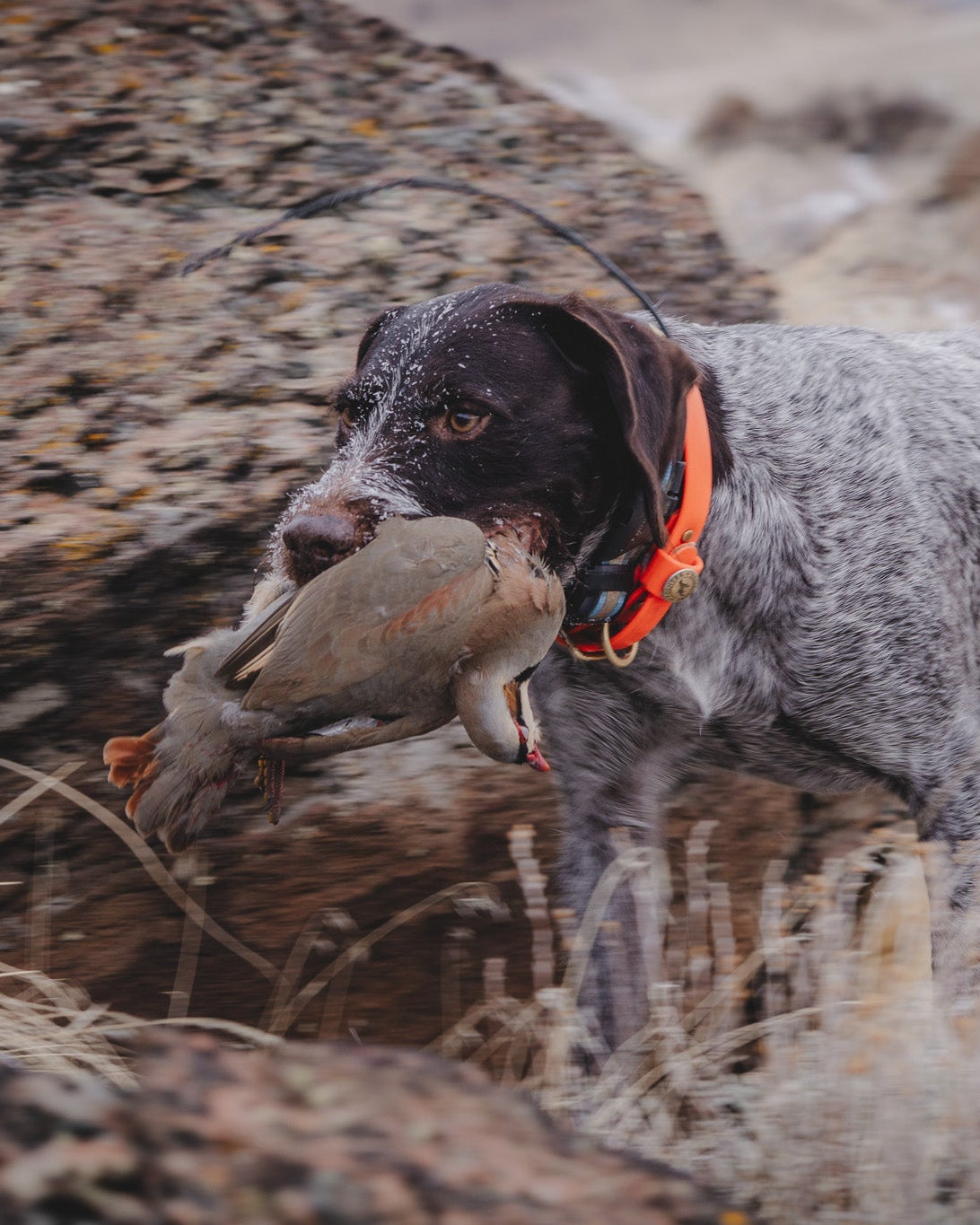 Sporting Dog Collar - Blaze Orange