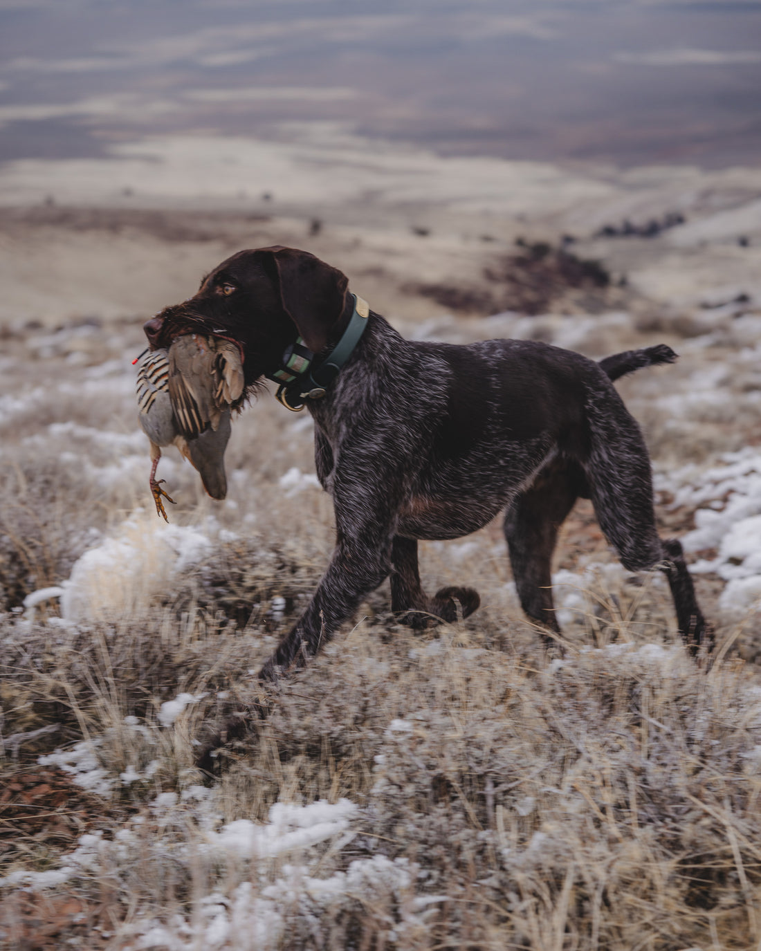 Sporting Dog Collar - Woodland Green