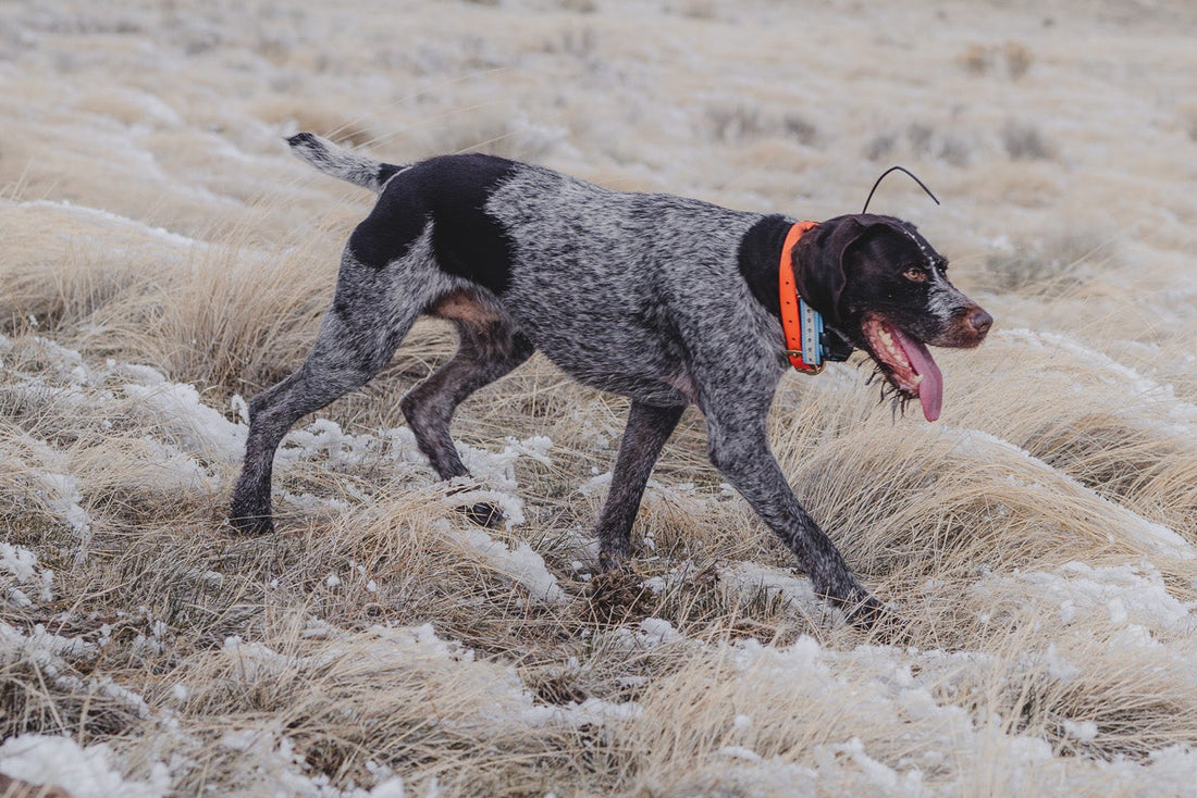 Sporting Dog Collar - Blaze Orange